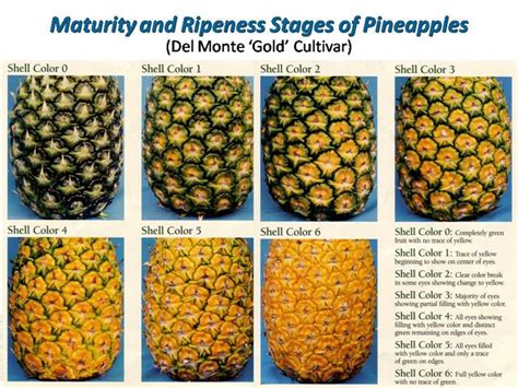 refractometer pineapple maturity|high quality pineapple fruit.